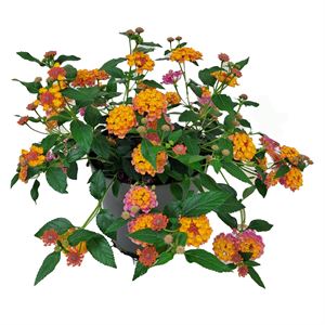 Afbeelding van Ej Lantana P19 Hang new